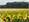 Cartes postales paysages